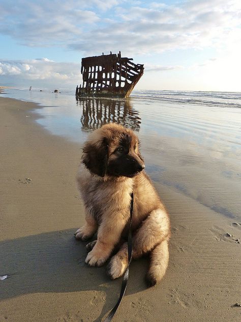 Dog Kangal, Leonberger Puppy, Leonberger Dog, Pet Anime, Tiny Puppies, Funny Animal Photos, Cane Corso, Pitbull Terrier, Animal Photo