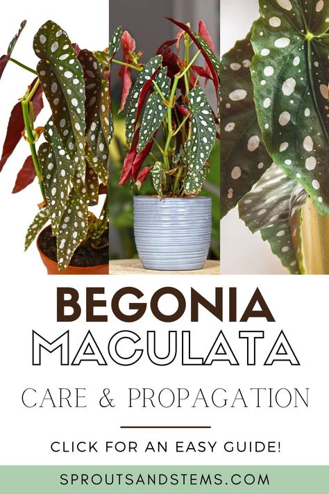 Begonia Maculata Wightii, Begonia Boliviensis Care, Polka Dot Begonia Propagation, Begonia Maculata Propagate, Begonia Polka Dot, Indoor Begonia House Plants, Begonia Plant Care, Spotted Begonia Care, Polka Dot Begonia Care