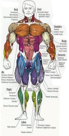 Major muscles of the body, with their COMMON names and SCIENTIFIC (Latin) names YOUR JOB is to DIAGRAM and LABEL the major muscle groups... Body Muscles Names, Leg Muscles Anatomy, Muscle Names, Muscle Diagram, Human Muscle Anatomy, Psoas Release, Human Body Anatomy, Muscle Anatomy, Human Anatomy Art