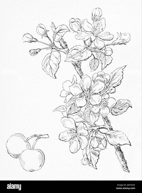 Apple Branch, Eucalyptus Cinerea, Apple Tattoo, Botanical Drawing, Crab Apple, Botanical Drawings, Skin Art, Ink Pen Drawings, Lotus Flower Tattoo