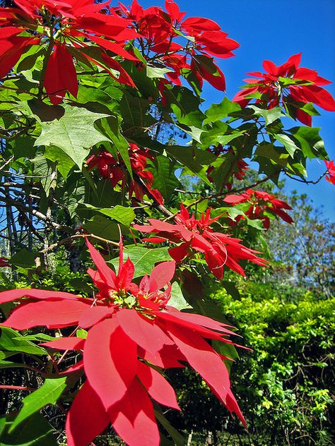 Wild Poinsettia, by Buddhamountain Wild Poinsettia, Tropical Gardens, Poinsettia Flower, Chiang Mai Thailand, Computer Embroidery, Christmas Flowers, Tropical Garden, Chiang Mai, Poinsettia