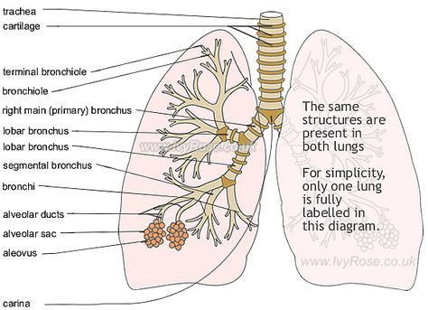 Tree Anatomy, Lungs Drawing, Lung Anatomy, Vet Technician, Tree Diagram, Basic Anatomy And Physiology, Human Anatomy Drawing, Diagram Design, Nursing Notes