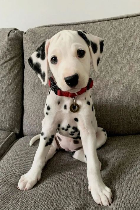 A cute Dalmatian puppy Very Cute Puppies, Dalmatian Puppy, Dalmatian Dog, Cute Dog Photos, Dalmatian Dogs, Really Cute Dogs, Pretty Dogs, Cute Animal Pictures