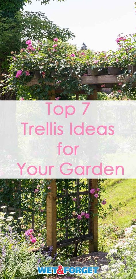 Pick out the best trellis for your garden with our quick guide! Cheap Trellis, Vine Pergola, Diy Garden Trellis Ideas, Plant Screen, Pallet Trellis, Bean Teepee, Planting Hacks, Garden Trellis Ideas, Tomato Trellis