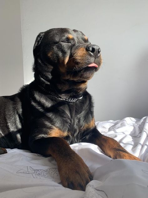 Rotwiller Dogs Aesthetic, Rottweiler Aesthetic, Baby Rottweiler, Rottweiler Love, Dream Dog, Very Cute Dogs, Really Cute Dogs, Rottweiler Dog, Pretty Dogs