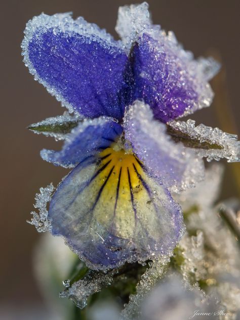 Picked Flowers, Violet Garden, Beautiful Scenery Photography, Snow Flower, Nice Weekend, Winter Frost, Spring Photography, Beautiful Flowers Wallpapers, Winter Beauty