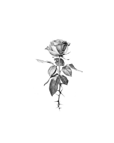 Micro Realism Rose Tattoo, Micro Real Tattoo, Rose Tattoo Realism, Realism Flower Tattoo, Micro Realism Tattoo Design, Rose Linework, Micro Realism Tattoo, Make Tattoos, Tattoo Shop Interior