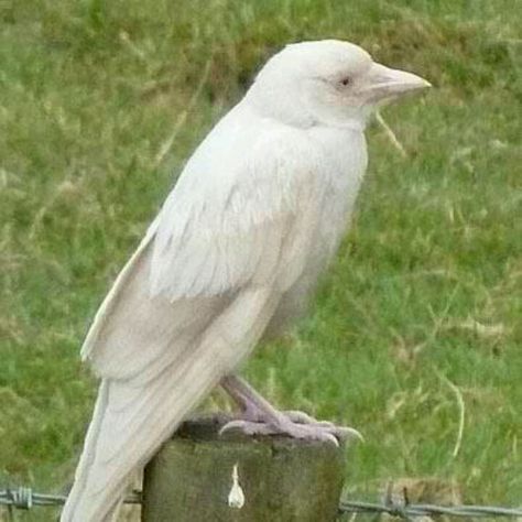 White crow ?? Jackdaw, Albino Crow, Sisters Black, Rare Albino Animals, White Raven, Söpö Kissa, White Crow, Bird Sitting, Albino Animals