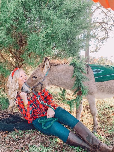 Donkey Christmas Pictures, Donkey Photoshoot, Western Christmas Photoshoot, Donkey Photos, Xmas Photoshoot, Donkey Christmas, Western Weddings, Cute Christmas Ideas, Christmas Donkey