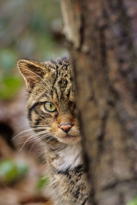 Scottish wildcat (Felis silvestris grampia) Scottish Wildcat, Scottish Animals, Small Wild Cats, British Wildlife, Feral Cats, Small Cat, Domestic Cat, Cat Rescue, Beautiful Cats