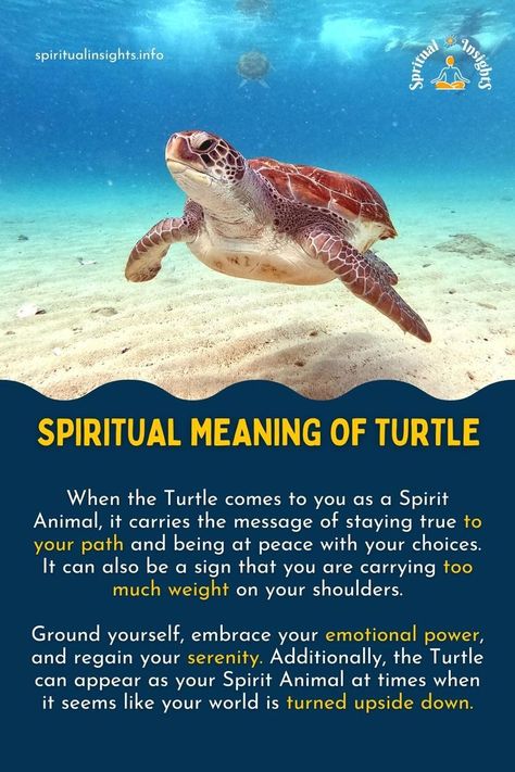 Turtle Totem Spirit Animal, Spirit Animal Turtle, Turtle Symbolism Meaning, Tortoise Spiritual Meaning, Turtle Spirit Animal Meaning, Spiritual Meaning Of Turtles, Sea Turtle Symbolism, Animals Spiritual Meanings, Turtle Inspiration Quotes