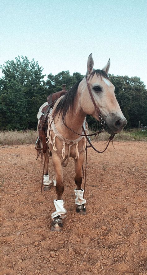 Buckskin Barrel Horse, Country Collage, Equestrian Summer, Buckskin Horses, Barrel Horses, Western Horse Riding, Buckskin Horse, Western Horses, Pictures With Horses