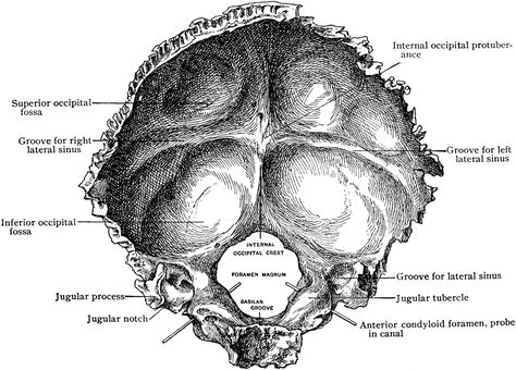 Internal Surface of the Occipital Bone Occipital Bone Anatomy, Bone Clipart, Occipital Bone, Therapy Inspiration, Human Skeletal System, Human Skeleton Anatomy, Radiologic Technology, Facial Bones, Skull Anatomy