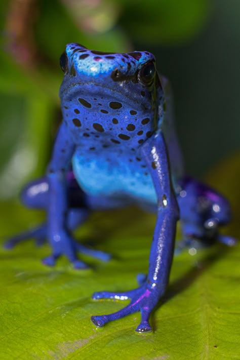 Blue Dart Frog, Colorful Frogs Photography, Cool Frogs, Frog Bread, Frog Pose Yoga, Frog Crafts Preschool, Poisonous Frog, Frog Rings, Blue Poison Dart Frog