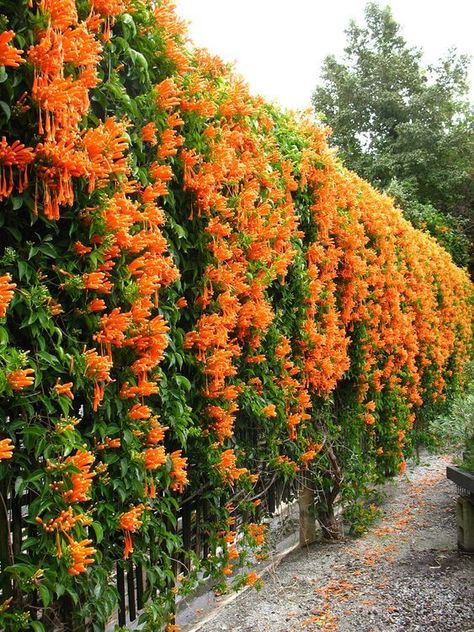 53 GORGEOUS LOVELY FENCE LANDSCAPING IDEAS TO CREATE - 392 Vine On Fence, Climbing Flowering Vines, Trumpet Vines, Vine Fence, Wall Climbing Plants, Vine Flowers, Vine Plants, Climber Plants, Climbing Flowers