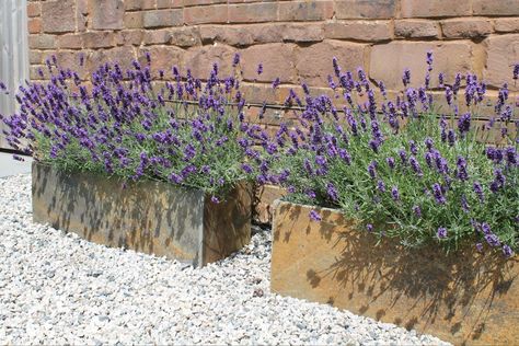 Lavender Planters, Box Planters, Potted Lavender, Rose Garden Landscape, Front Gardens, Cottage Garden Plants, Lavender Garden, Lavender Plant, Planter Ideas