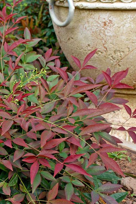 Flirt™ Nandina Gulfstream Nandina, Fire Power Nandina, Nandina Companion Plants, Phormium Sundowner, Nandina Plant, Lemon Lime Nandina, Nandina Domestica 'fire Power', Types Of Hydrangeas, Southern Living Plants