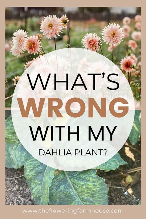 Learn how to tell if your dahlia plant has a disease and what to do if it does. Dahlia disease and viruses are unfortunately common and if you grow dahlias long enough, you are likely to come across a virus or diseased plant. Dahlia Plant, Full Sun Landscaping, Grow Dahlias, Planting Dahlias, Flower Garden Layouts, Bushes And Shrubs, Bacterial Diseases, Growing Dahlias, Grow Gorgeous