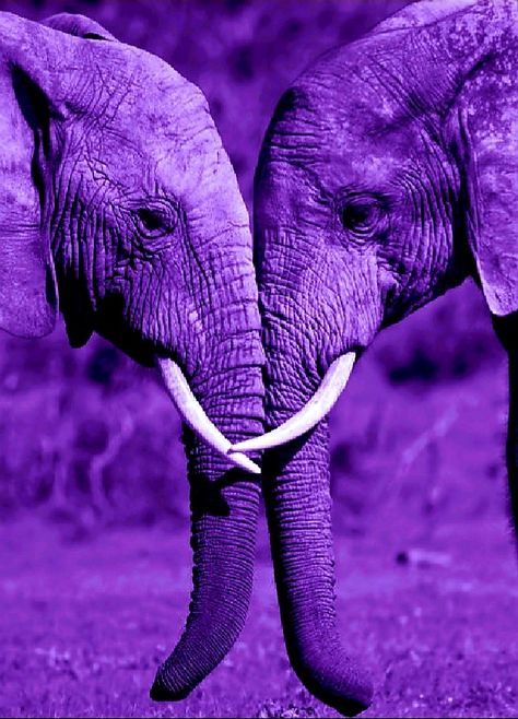 Purple Elephant, Lavender Haze, Purple Backgrounds, Reptiles, Photo Wall, Lavender, Elephant, Purple, Animals