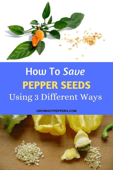 Saving Bell Pepper Seeds, How To Save Pepper Seeds, Pepper Seeds From Peppers, Saving Pepper Seeds, How To Store Peppers, Seed Harvesting, Harvesting Seeds, Chili Pepper Plant, Growing Hot Pepper