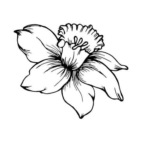 Narcissus Flower Outline, Narcissus Flower Drawing Simple, Dafodill Flowers Drawing, Narcissus Drawing, Narcissus Flower Drawing, Dafodill Flowers Tattoo, Majcin Dan, Narcissus Tattoo, Spell Journal