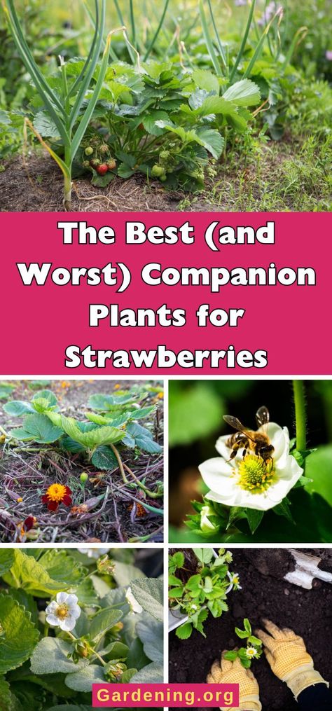 15 Best (and Worst) Companion Plants for Strawberries Strawberry Companion Plants, Companion Planting Chart, Strawberry Beds, Chamomile Plant, Alpine Strawberries, Garden Remedies, Strawberry Flower, Companion Plants, Growing Strawberries