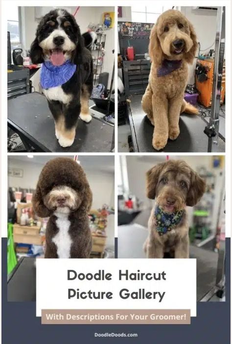 Depending on the breed and generation, Doodles can have a variety of coat types. Some may have curls, others may have wavy hair, or something in between. Some may shed a lot, some hardly shed at all. Any which way, if you have a Doodle you know how irresistibly adorable they are. And even though you may want to keep that face oh-so-fluffy and teddy bear-like for ever and ever, Doodle haircuts are a necessity. #doodlegrooming #goldendoodle #labradoodle Labradoodle Grooming Haircuts, Yorkiepoo Haircuts, Labradoodle Grooming Style, Labradoodle Hair, Labradoodle Haircut Style, Labradoodle Cuts, Doodle Haircuts, Teddy Bear Doodle, Teddy Bear Goldendoodle