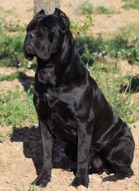 King Corso Dog, Black Cane Corso, Chien Cane Corso, Cane Corso Dog Breed, Cane Corso Italian Mastiff, Cane Corso Mastiff, Cane Corso Puppies, Beautiful Dog Breeds, Big Dog Breeds