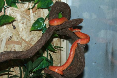 Corn snakes love to climb and explore! Learn how to decorate their cage here. Snake Terrarium Ideas, Corn Snake Terrarium, Corn Snake Enclosure Ideas, Snake Enclosure Ideas, Corn Snake Enclosure, Corn Snakes, Snake Terrarium, Bearded Dragon Cage, Snake Enclosure