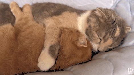 Cat Hug Gif, Animals Kissing, Hug Gif, Anime Hug, Cute Hug, Sweet Hug, Cute Headers For Twitter, Cat Hug, Cuddle Time