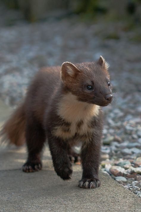 Pine Martin, Pine Marten, Good View, Animal Reference, Interesting Animals, Young Animal, Used Watches, Lion Art, Animal Photos