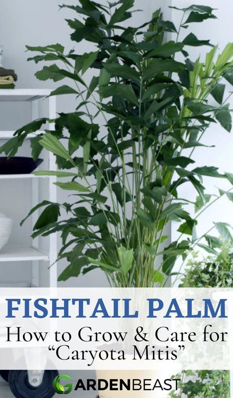 The Fishtail palm tree is a nice plant to add to your home or office if you are looking for something that has a unique appearance. Mature Caryota mitis plants have interesting leaves that have a dark green color with rough edges | fishtail palm tree | indoor fishtail  palm | fishtail palm landscape | indoor palms #fishtailpalmcare #fishtailpalmhedge Fishtail Palm Landscape, Caryota Palm, Fishtail Palm Tree, Caryota Mitis, Palm Tree Indoor, Diy Fertilizer, Fishtail Palm, Trees Landscaping, Beacon House