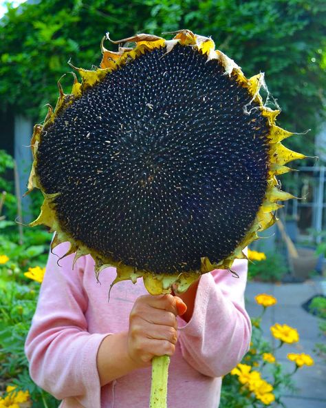 Melbourne Foodforest on Instagram: “GIANT SUNFLOWERS! It's the time of year where we're now harvesting our giant sunflowers, bigger than our heads!! The seeds are delicious…” Diy Giant Sunflower, Diy Big Sunflower, Sunflower Heads, Eating Sunflower Head, Sunflower Farm, Big Sunflower Crochet, Bigs Sunflower Seeds, Sunflower Head, Giant Sunflower