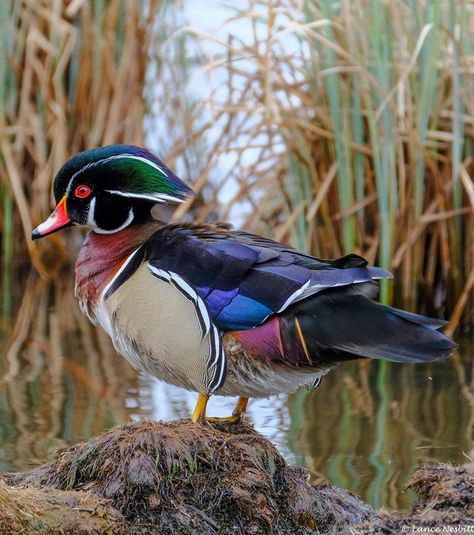 "A Wood Duck, of course, in Juneau Alaska" -- Lance Nesbitt Wood Duck Mounts, Waterfowl Taxidermy, Duck Mount, Duck Photography, Duck Pictures, Duck Photo, Waterfowl Hunting, Juneau Alaska, Duck Art