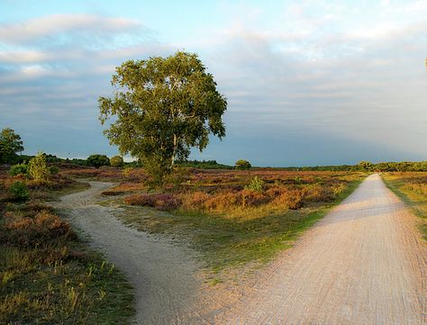 Countryside Road Aesthetic, Road Side Tree, Forest Road Painting, Country Dirt Road Aesthetic, Dirt Road Anthem, Fork In The Road, Outdoor Photographer, Long Shadow, Wonderful Images