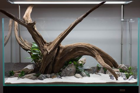 Aqua Scape, Aqua Scaping, Biotope Aquarium, Fish Aquarium Decorations, Aquarium Set, Fish Tank Design, Aquascape Design, Aquarium Driftwood, Led Aquarium