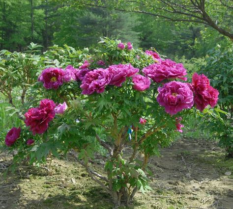 Chinese Tree, Garden Shade, Japanese Tree, Tree Peony, Gardening Zones, Peonies Garden, Greenhouse Gardening, Home Landscaping, Penn State