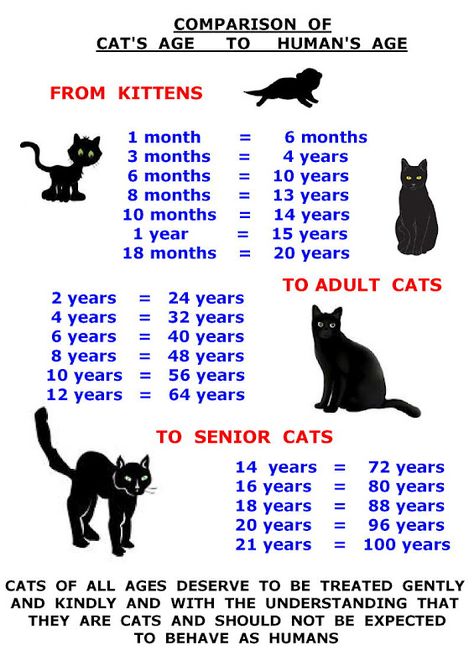 CAT AGE CHART #cutecat - About cat at Catsincare.com! Cat Age Chart, Age Chat, Kitten Stuff, Cat Age, Katt Grejer, Cat Years, Tiger Cat, Cat Ages, Cat Language