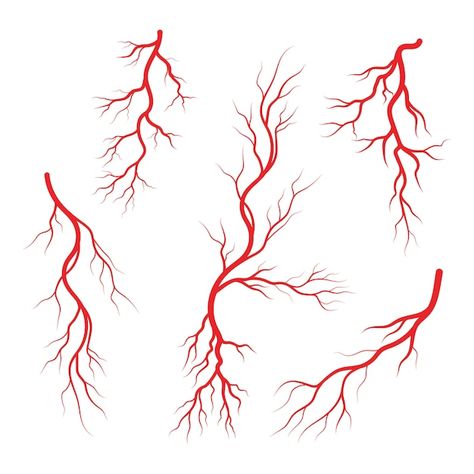 Vector human veins and arteries illustra... | Premium Vector #Freepik #vector #veins #blood-vessel #arteries #blood-circulation Heart Graphics, Arteries And Veins, Infographic Design Template, Blood Art, Organic Remedy, Cityscape Photos, Body Reference, Vector Drawing, Heart With Arrow