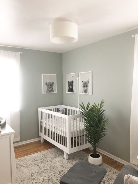 Sage Grey Nursery, Sage Green Nursery White Furniture, Calm Green Nursery, Green And Grey Nursery Ideas, Sage Green Nursery Gender Neutral Accent Wall, Light Green And Grey Nursery, Light Green And White Nursery, Light Green Accent Wall Nursery, Muted Green Nursery