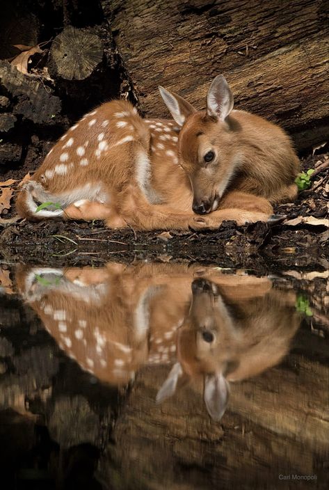 Doe Photography, Deer Doe, Frame Picture, Deer Art, Forest Creatures, Whitetail Deer, Forest Friends, Baby Deer, Black Horse