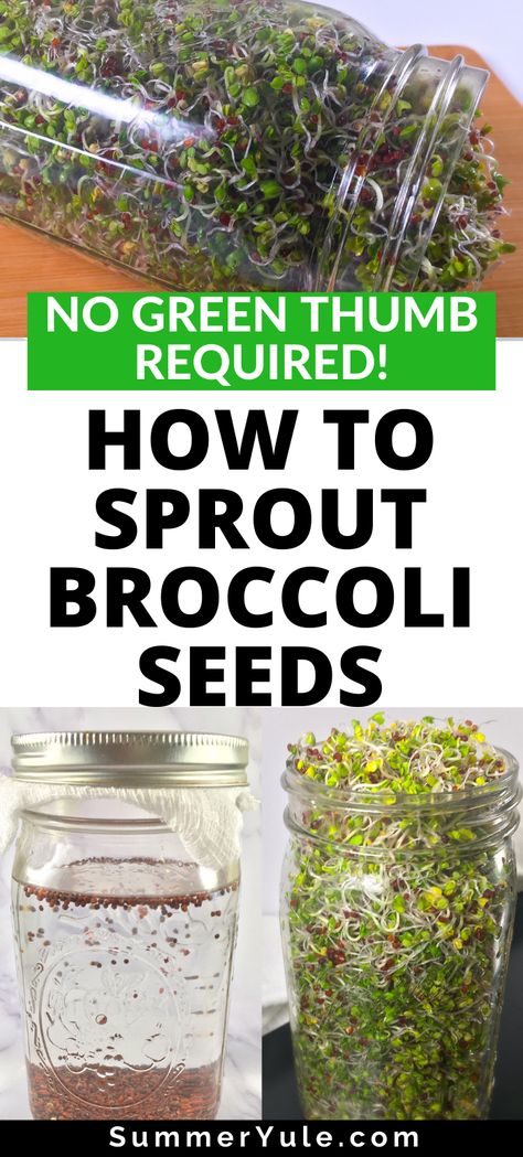 Brocolli Sprouts How To Grow, How To Grow Broccoli Microgreens, Brocolli Sprouts Recipes, Grow Broccoli Sprouts, How To Grow Broccoli Sprouts, How To Grow Micro Greens, Broccoli Sprouts Recipes, Broccoli Sprouts Growing, How To Grow Sprouts