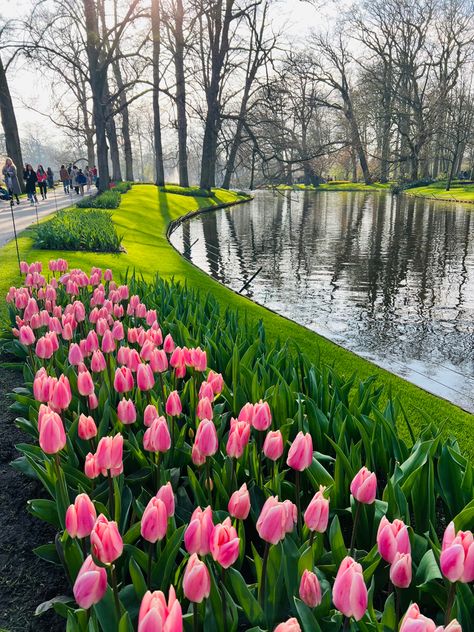 Keukenhof is the most beautiful and largest flower garden in Europe situated in Netherlands. Keukenhof is also known as ‘Garden of Europe’. Watch the full video in my Youtube channel Netherlands Keukenhof, Amsterdam Flowers, Keukenhof Garden, Keukenhof Gardens, Brain Storm, Flowers Tulips, Tulips Garden, Today Pictures, Tulip Fields