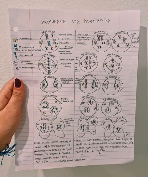 Mitosis Vs Meiosis Notes, Mitosis And Meiosis Notes, Taxonomy Classification, Mind Maping, Lesson Notes, Neet Notes, Biology Diagrams, Biology Projects, Chemistry Education