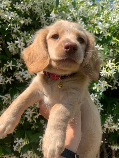 Blonde Dachshund Puppy, Blonde Long Hair Dachshund, Blonde Dauchsands, Daschund Puppies Long Haired, Long Haired Miniature English Cream Dachshund, Golden Long Haired Dachshund, Long Haired Blonde Dachshund, Blonde Long Haired Dachshund, Blonde Weiner Dog