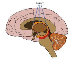 curves around and protrudes into hypothalamus in front Hippocampus Brain, Episodic Memory, Learn French Beginner, French For Beginners, Limbic System, English For Beginners, White Matter, Grammar Tips, Learn Faster