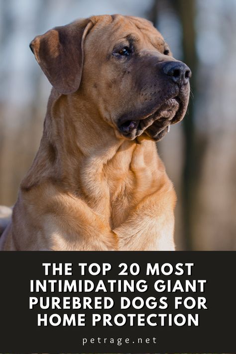 In this blog post, we will highlight 20 of the most intimidating purebred (FCI recognized) dogs for home protection, including their top weight and a brief summary of why they would make a good guard dog. Protective Family Dogs, Best Guard Dog Breeds, Protective Dog Breeds, Personal Protection Dog, Guard Dog Breeds, Protective Dogs, Best Guard Dogs, Guard Dog, Purebred Dogs