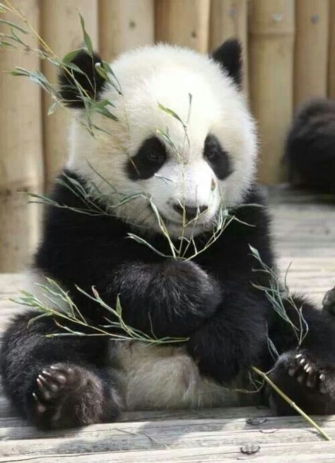 13 Adorable #Gifs Of #Pandas, Just Being Pandas http://ibeebz.com Panda Lindo, Ayat Alkitab, Panda Love, Giant Panda, Haiwan Peliharaan, Baby Panda, Kung Fu Panda, Red Panda, Cute Panda