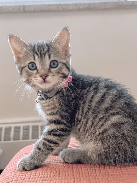 Our very first pet, Leila our kitten is a mackerel tabby cat. Mackerel Tabby Cat, Mackerel Tabby, First Pet, Tabby Kitten, Tabby Cat, Kittens, Pet, Animals