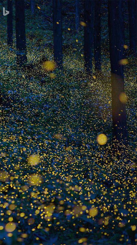 Fireflies Wallpaper, Firefly Painting, Firefly, Mother Earth, Nature Beauty, Phone Wallpaper, Tourism, Photography, Art